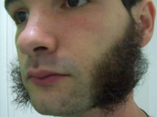 beards-wolverine